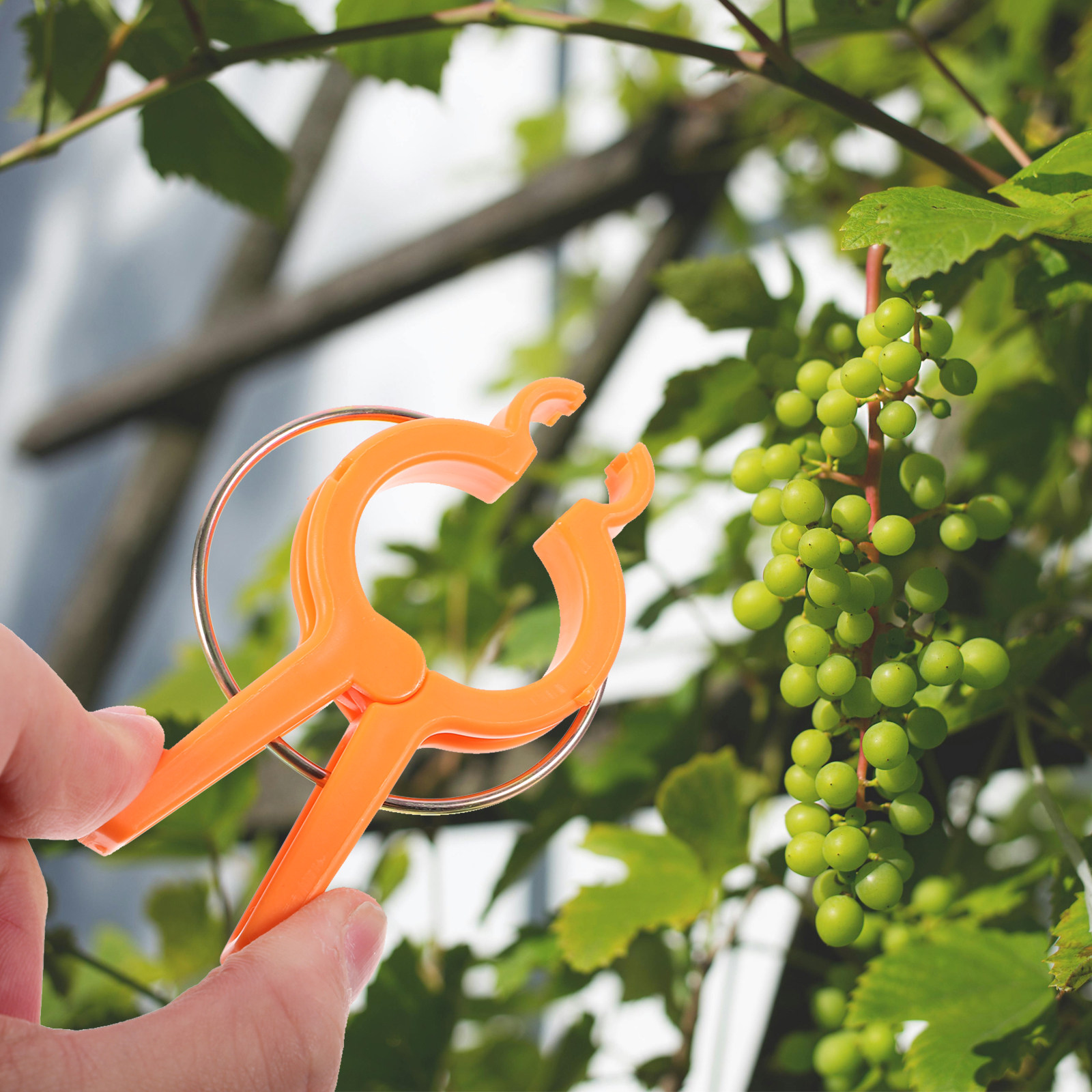 12Pcs Plant Support Clips for  - đánh giá và giá Vine Climbing Plastic