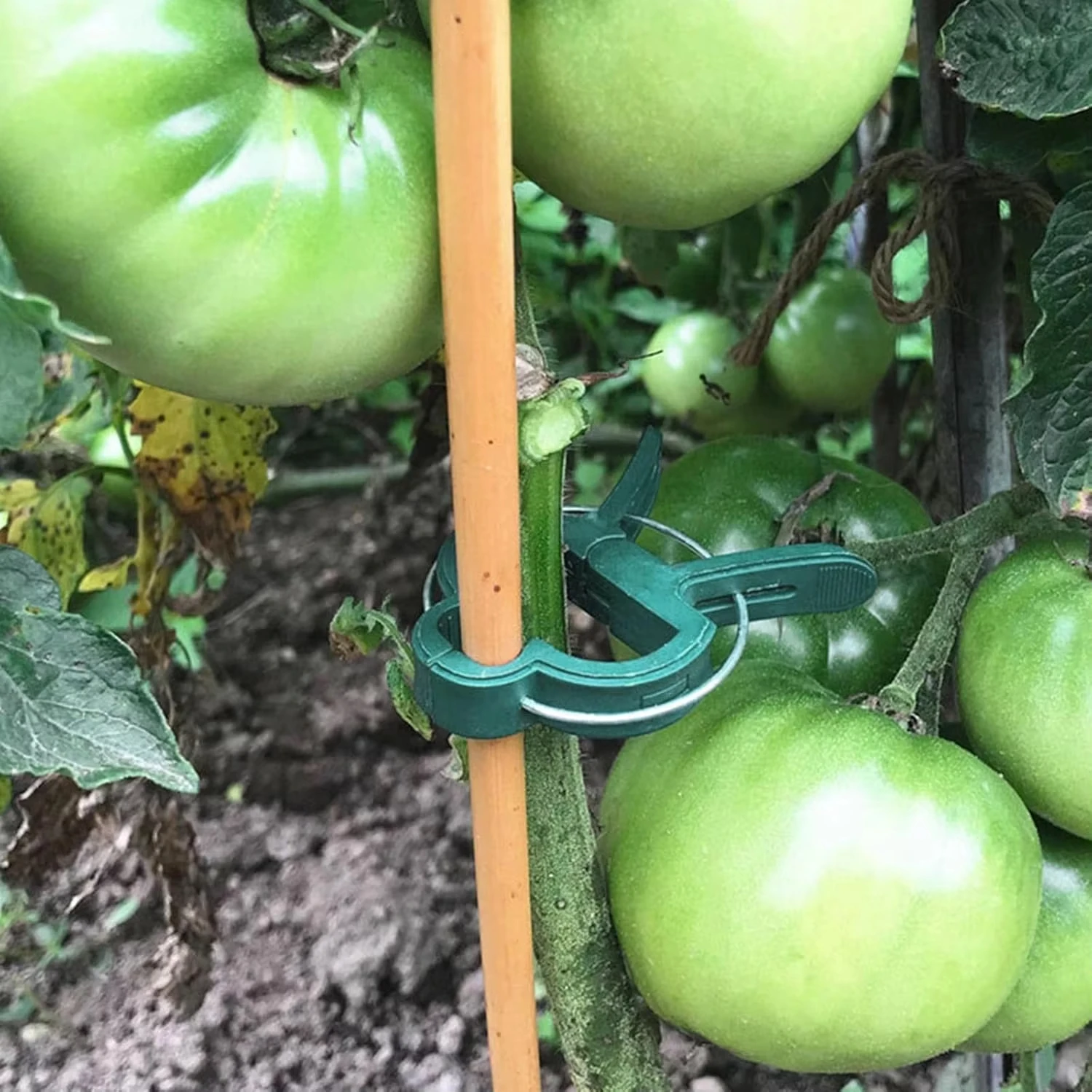 Plant Fixed Clips Reusable Gar - đánh giá và giá Vine Climbing Plastic