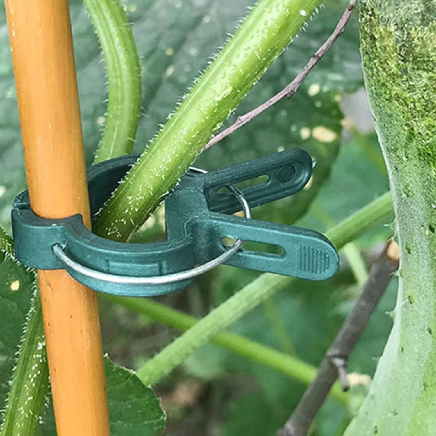 Plant Fixed Clips Reusable Gar - đánh giá và giá Vine Climbing Plastic