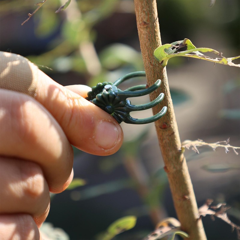 Wholesale Mini Plant Support C - đánh giá và giá Vine Climbing Plastic