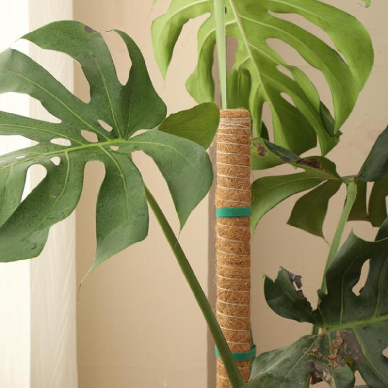 1Pcs Plant Growth Traction Rod - đánh giá và giá Vine Climbing Plastic