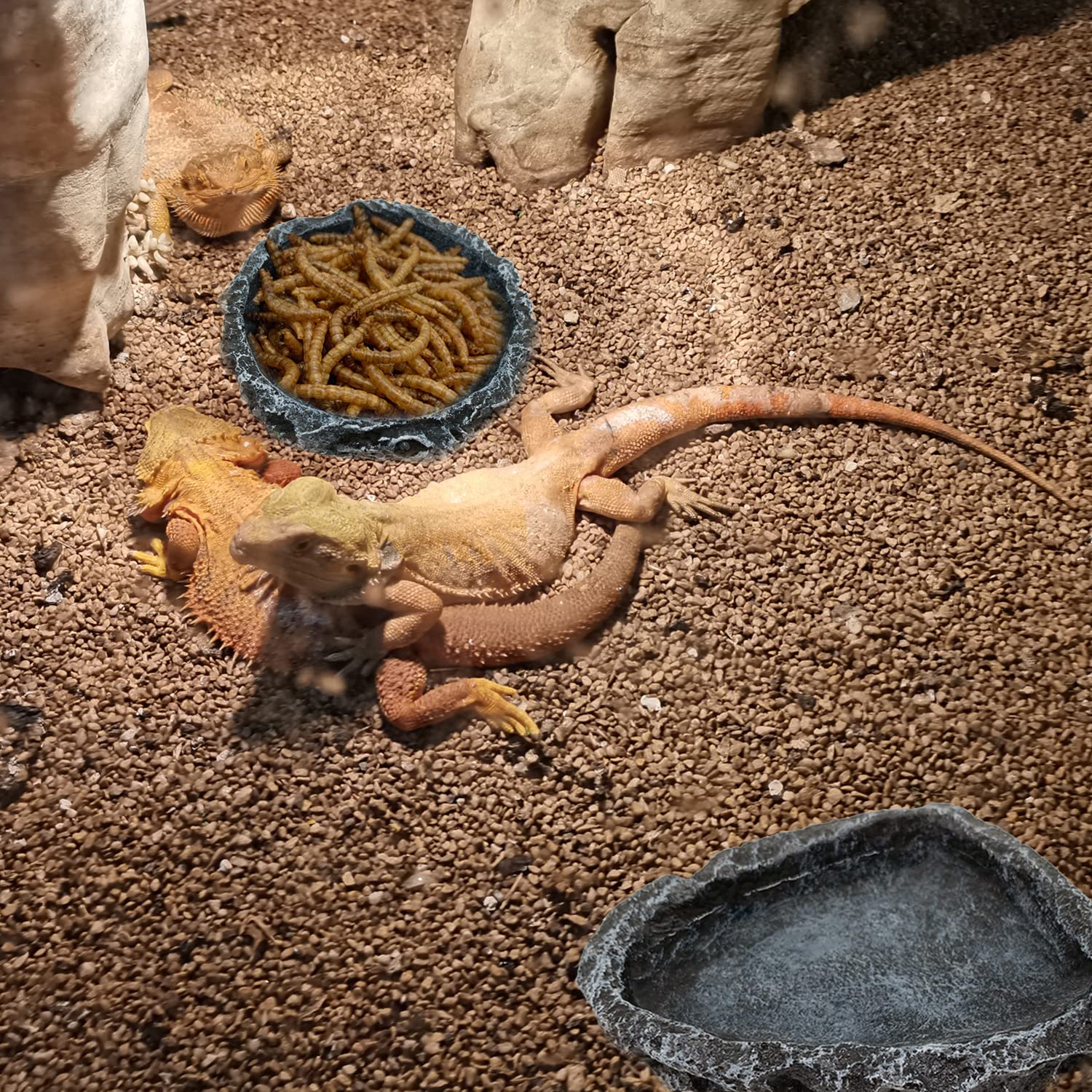 1/2 Pack Reptile Feeding Dish  - đánh giá và giá Water Dish Reptile