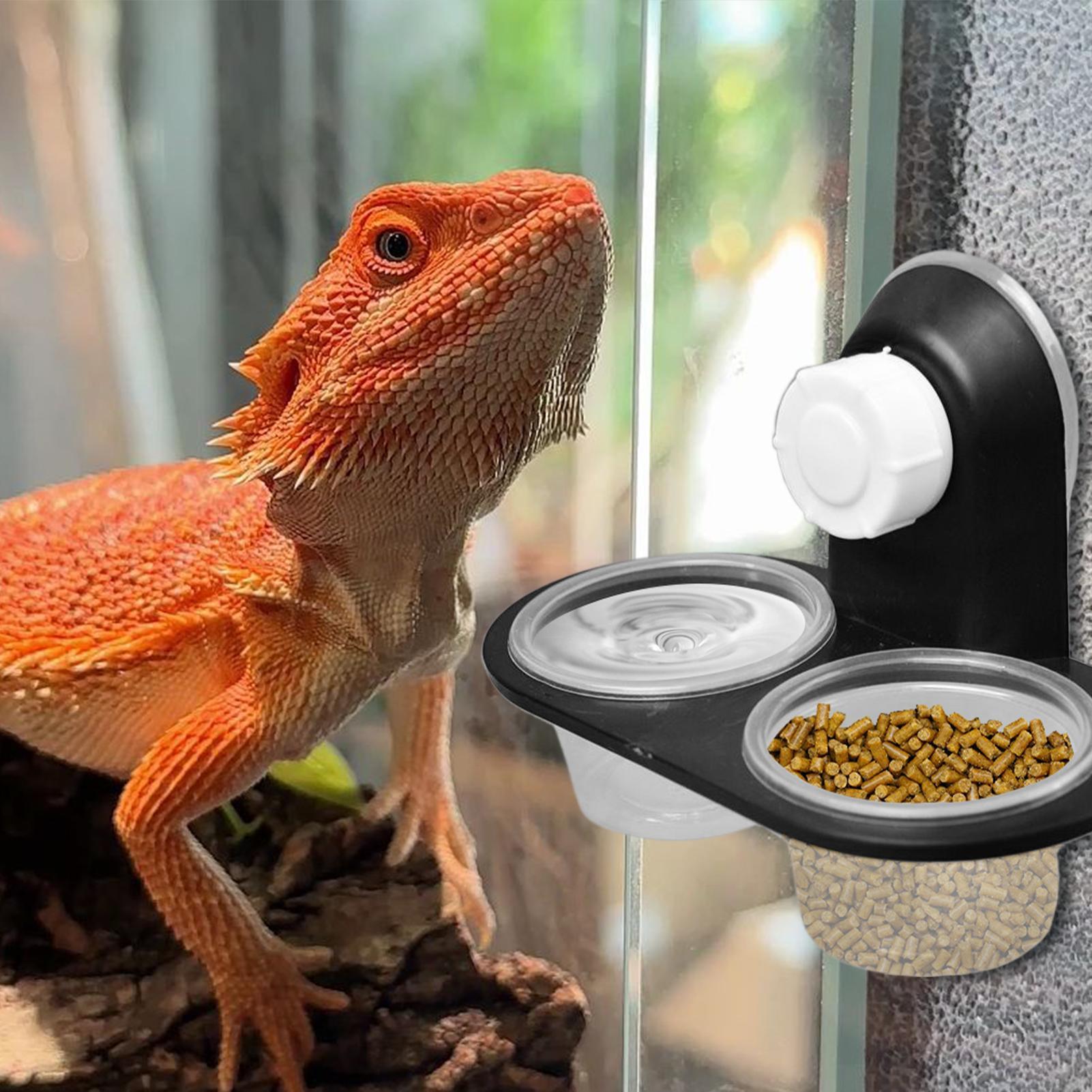 Gecko Food Dish Gecko Feeding  - đánh giá và giá Water Dish Reptile
