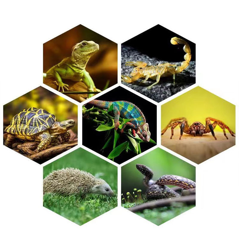 E27 13W/26W Bò Sát Uvb Đèn Bổ  - đánh giá và giá Calcium Powder Reptile